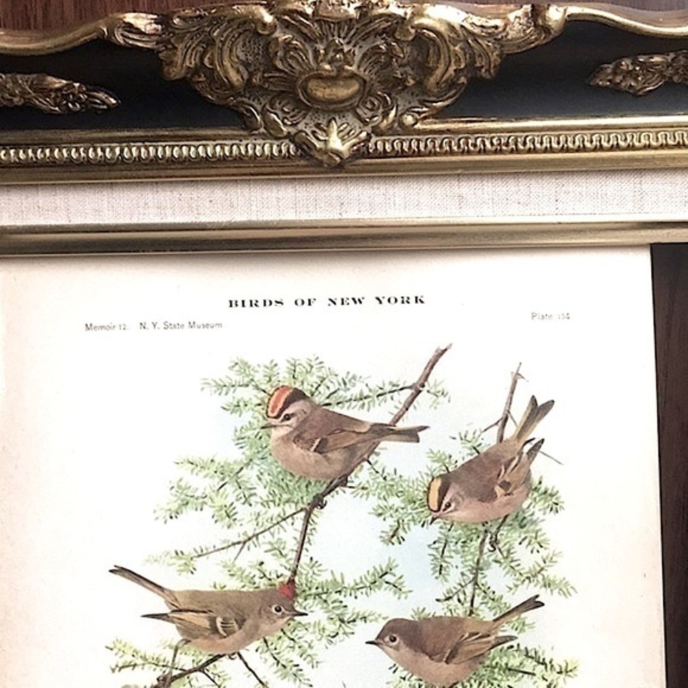 🖤5/$25 Antique Ornithological Bird Print Original Ruby crown kinglet